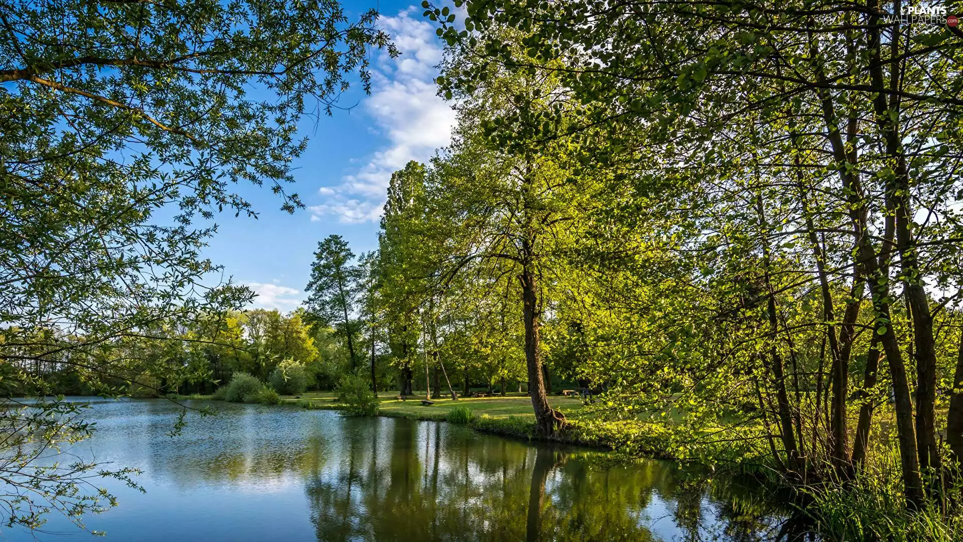 Coartia, trees, viewes, Bobovica Lake