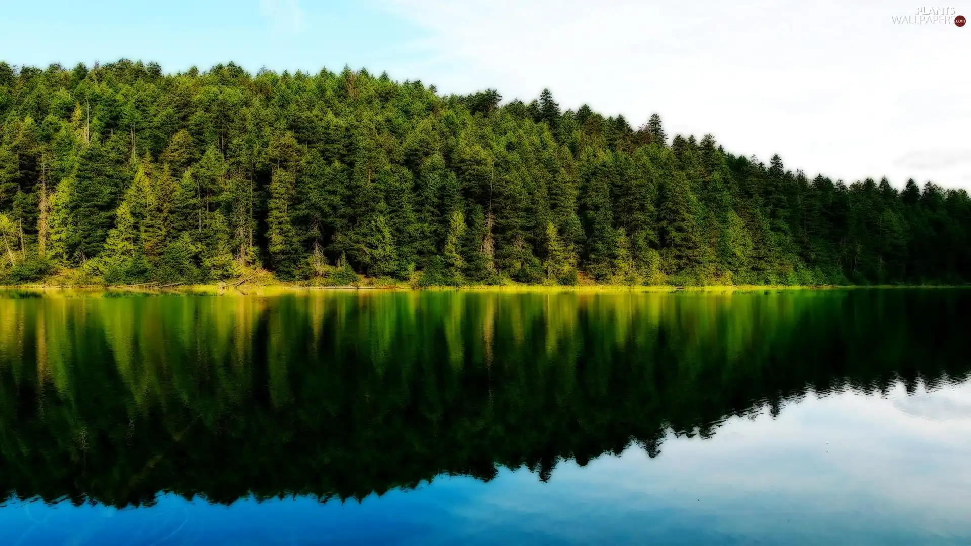 trees, viewes, Mirror, reflection, lake