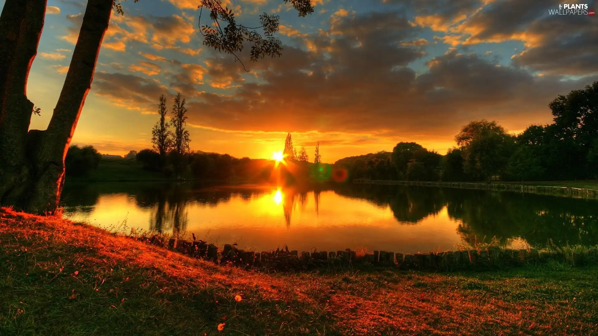 trees, viewes, west, sun, lake