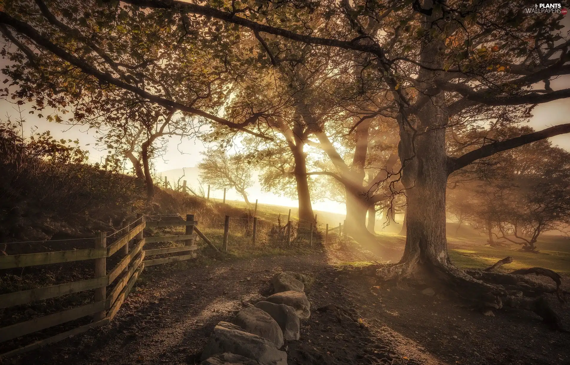 trees, Way, light breaking through sky, fence, rural, viewes, dawn