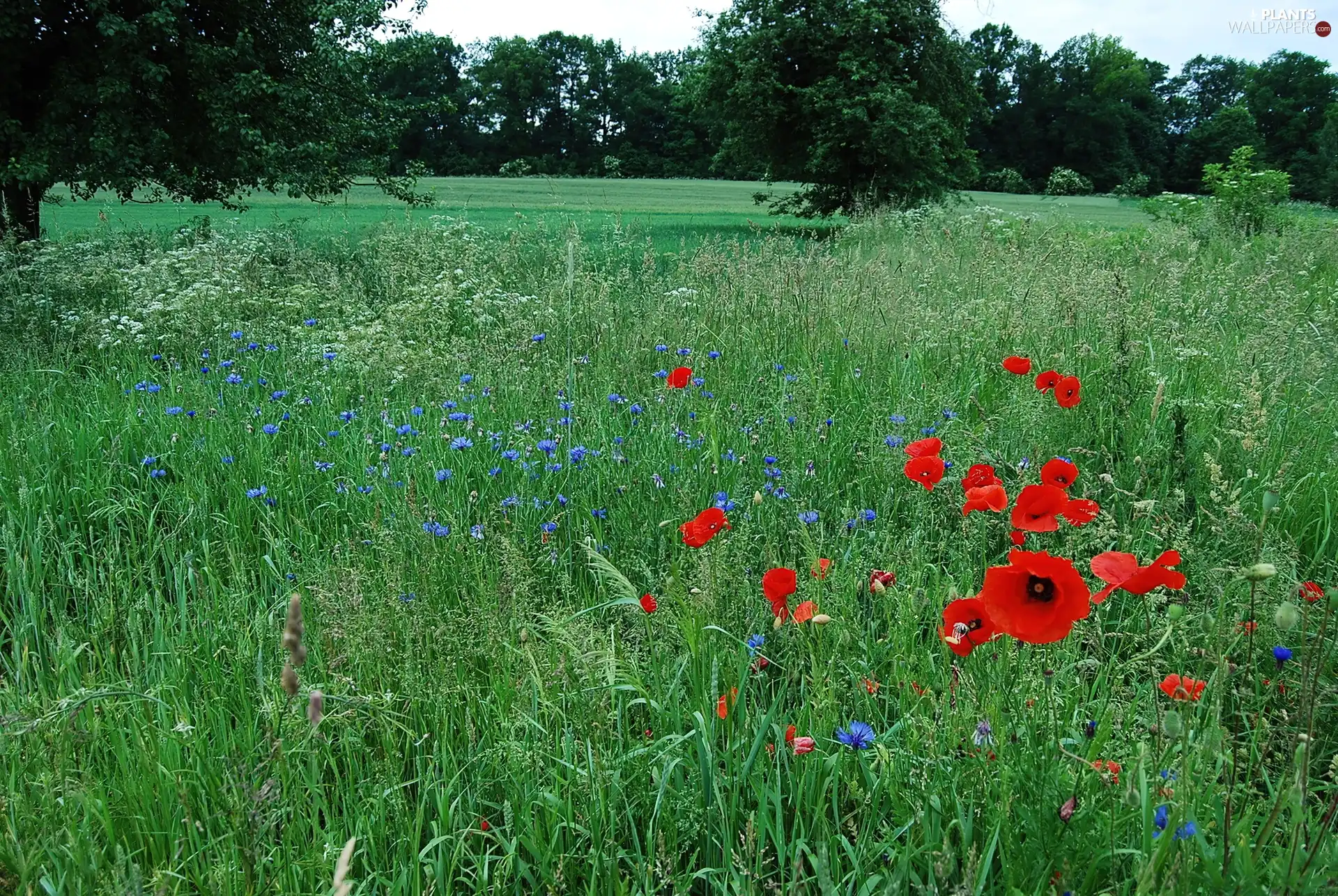 trees, viewes, papavers, cornflowers, Meadow