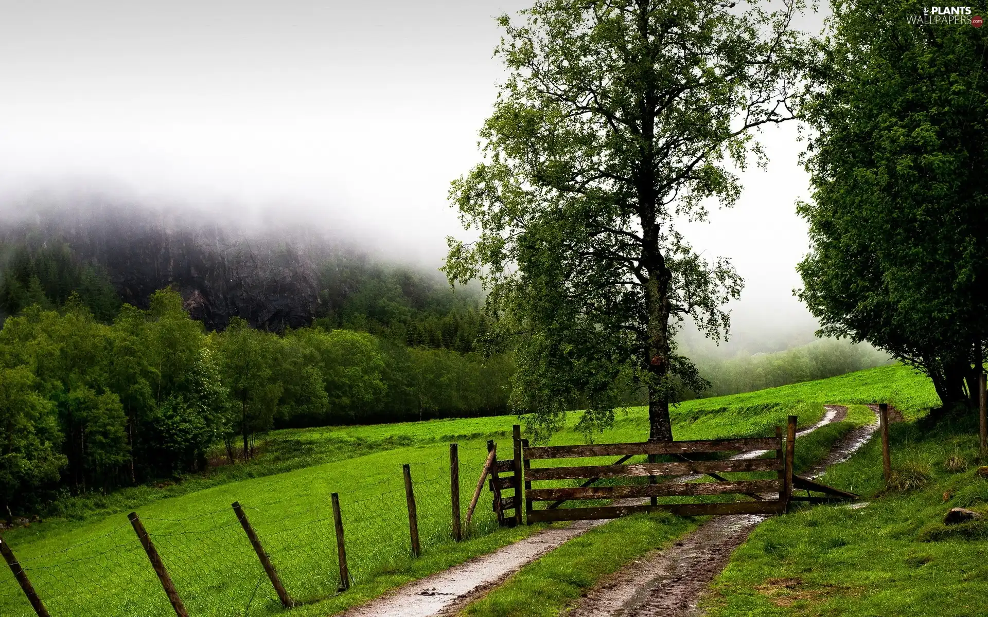 trees, viewes, Path, fence, Meadow