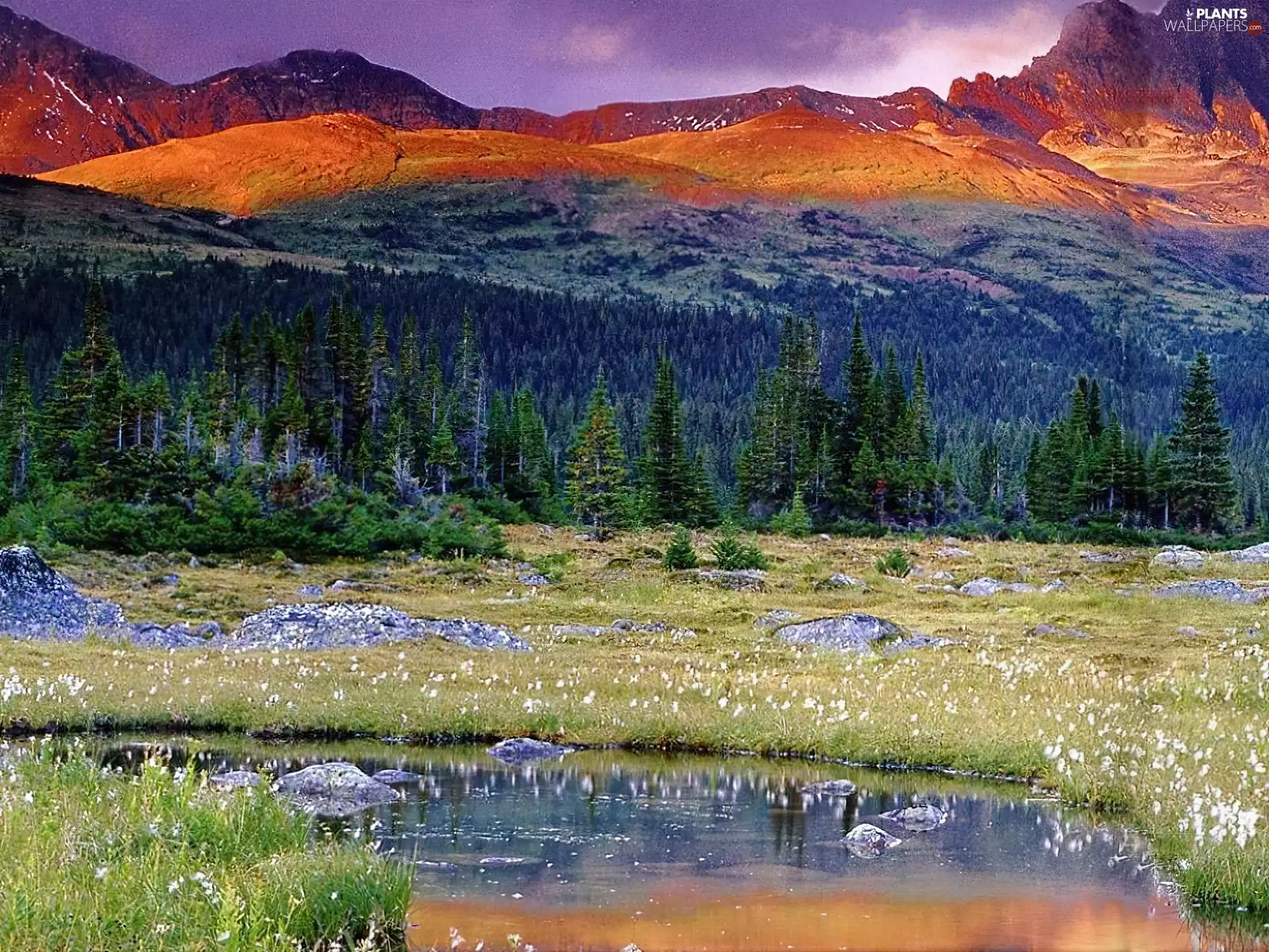 viewes, Red Mountain, trees