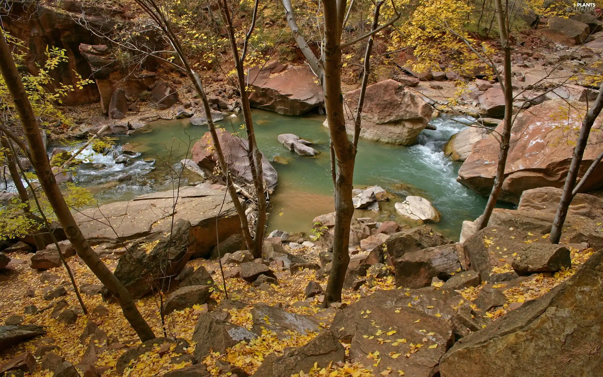 trees, viewes, River, rocks, Mountain