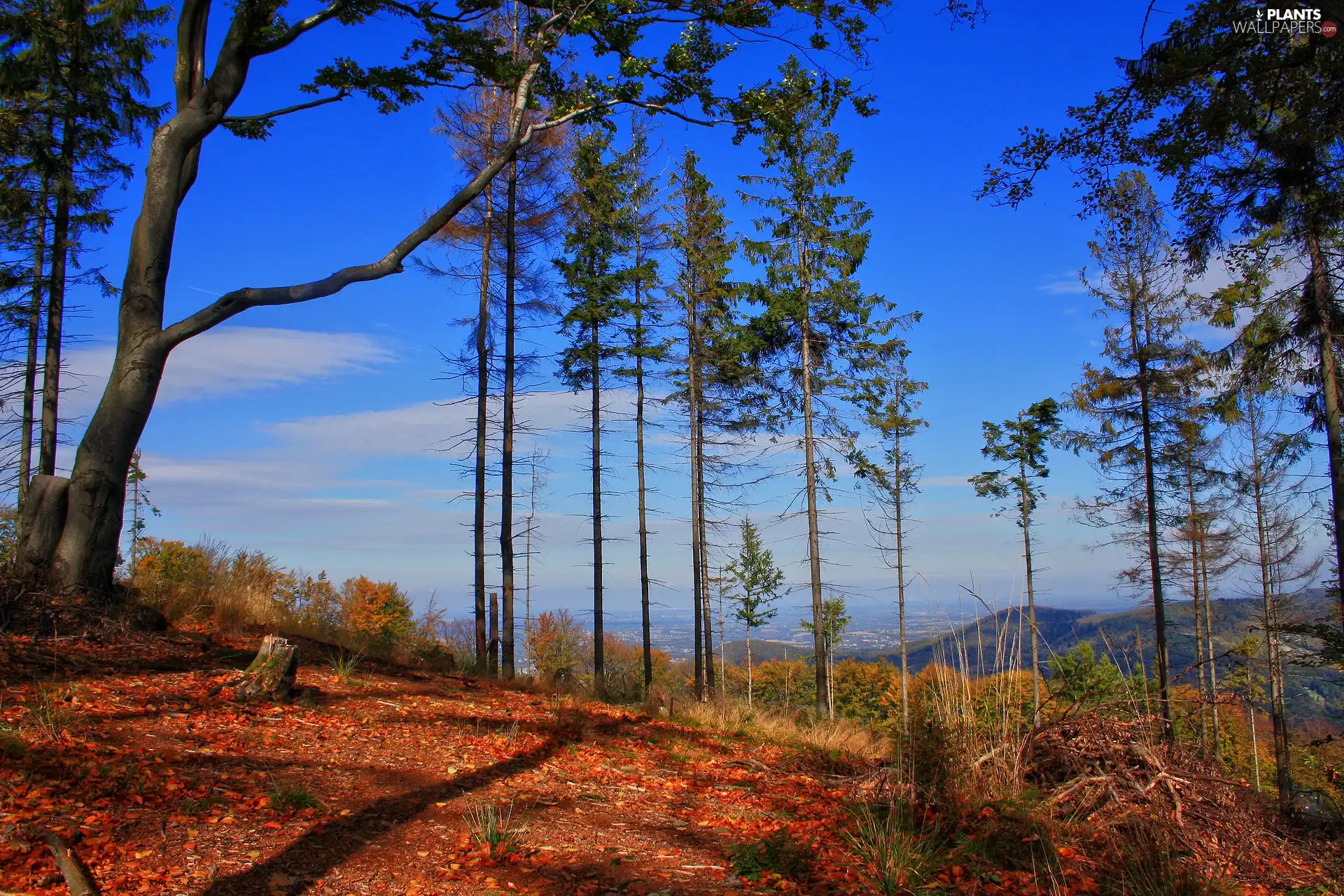 trees, viewes, forest, high, Mountains