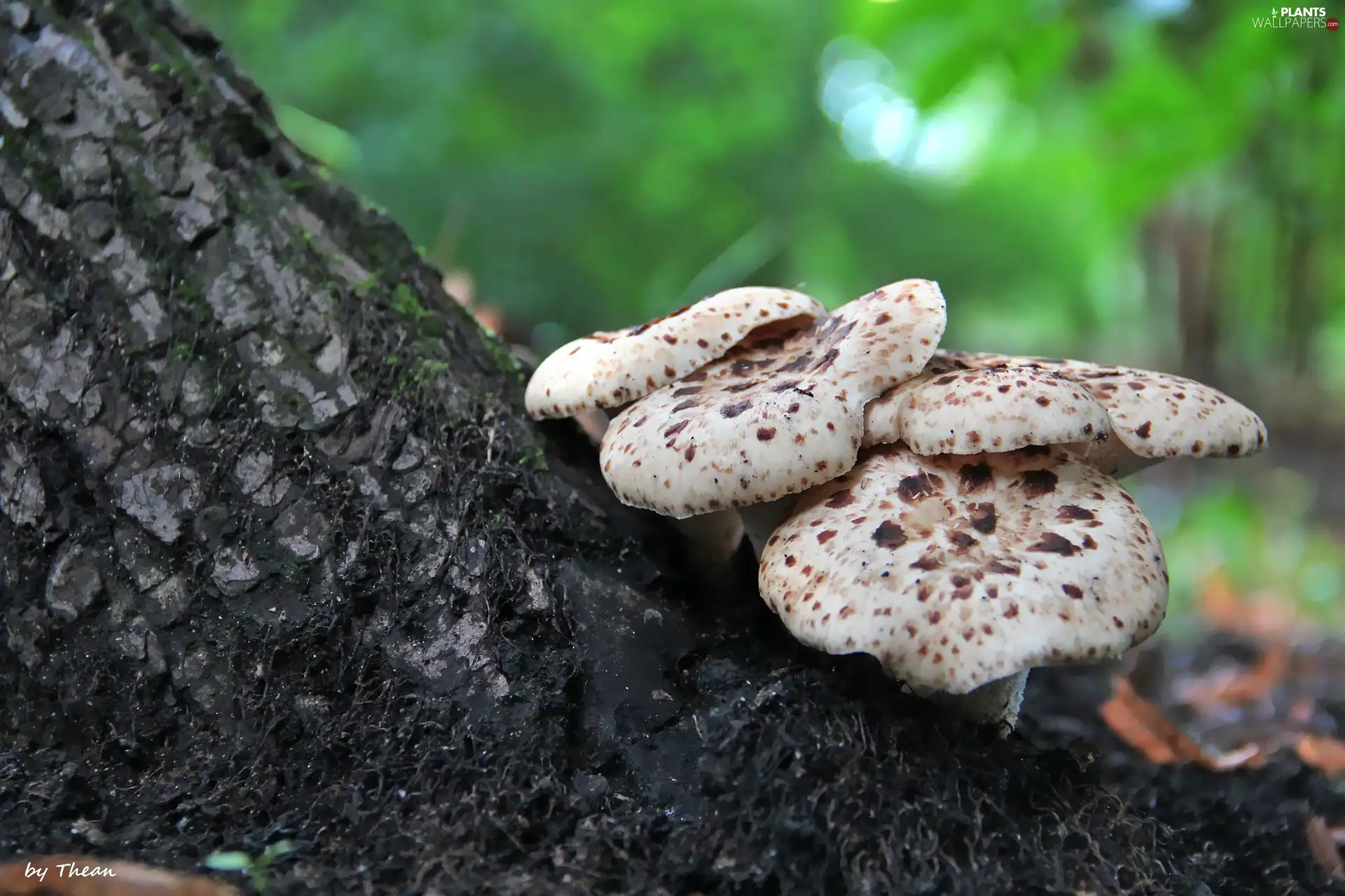 trees, viewes, an, trunk, mushroom