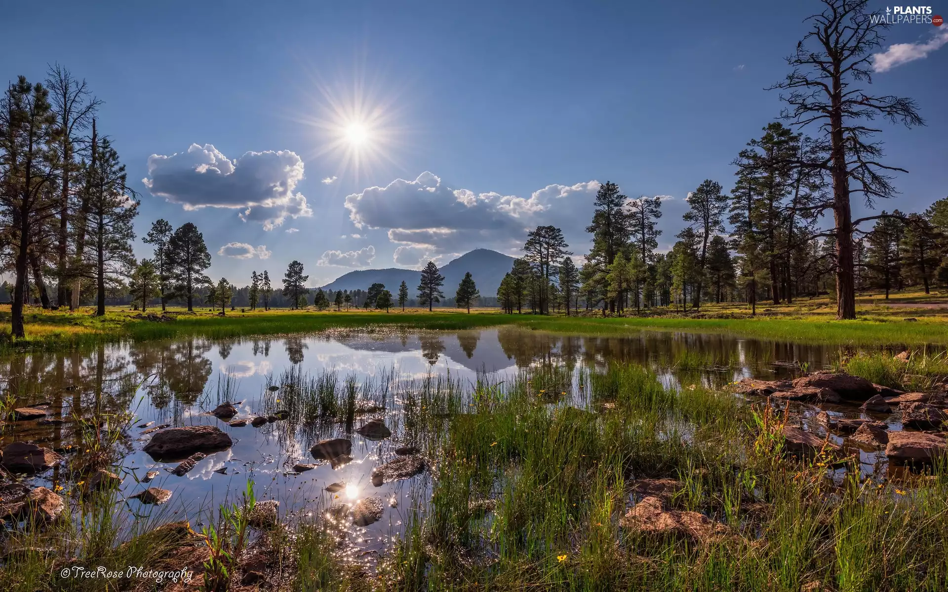 trees, rays of the Sun, Pond - car, rushes, viewes, Mountains
