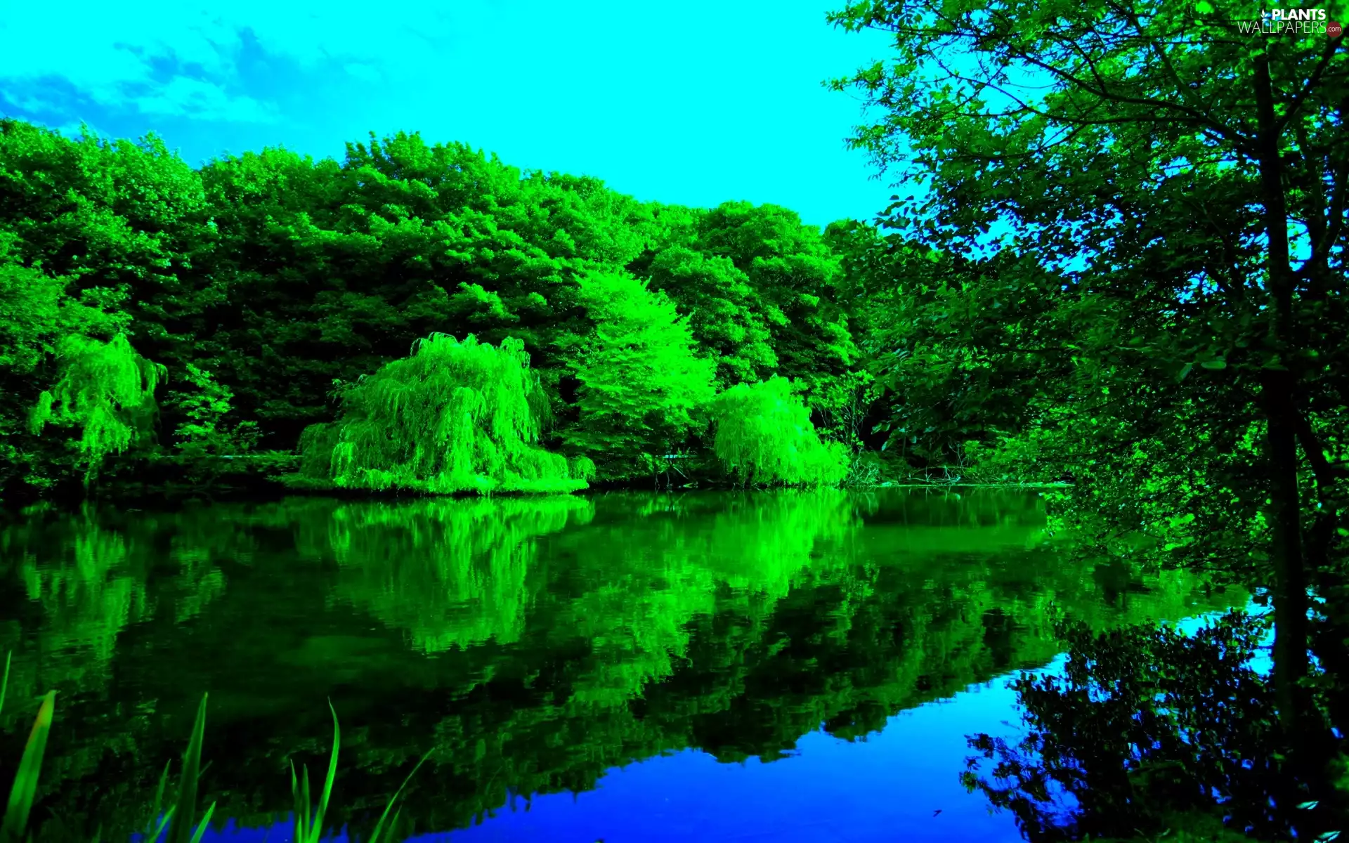 River, trees, viewes, green ones