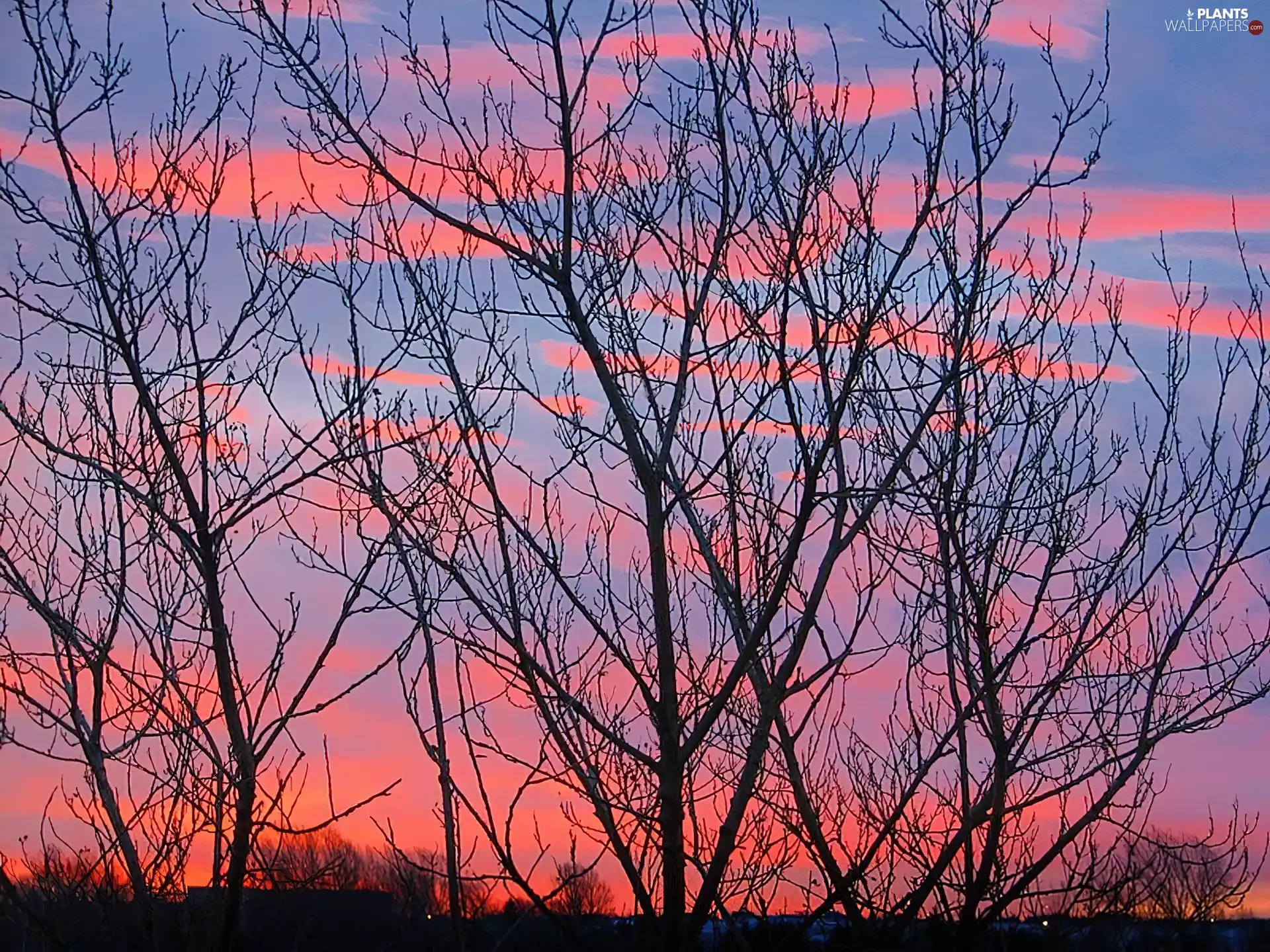 Sky, trees, viewes, branch pics