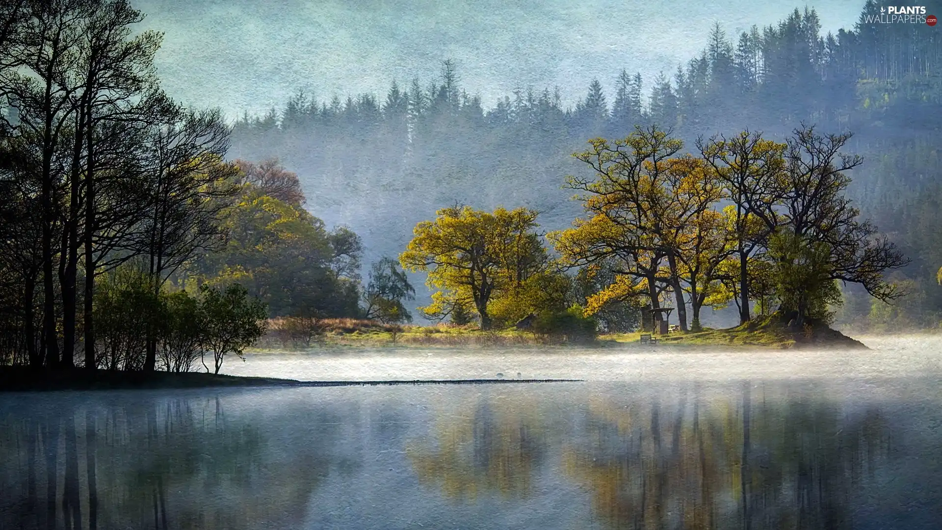 trees, viewes, forest, lake, picture
