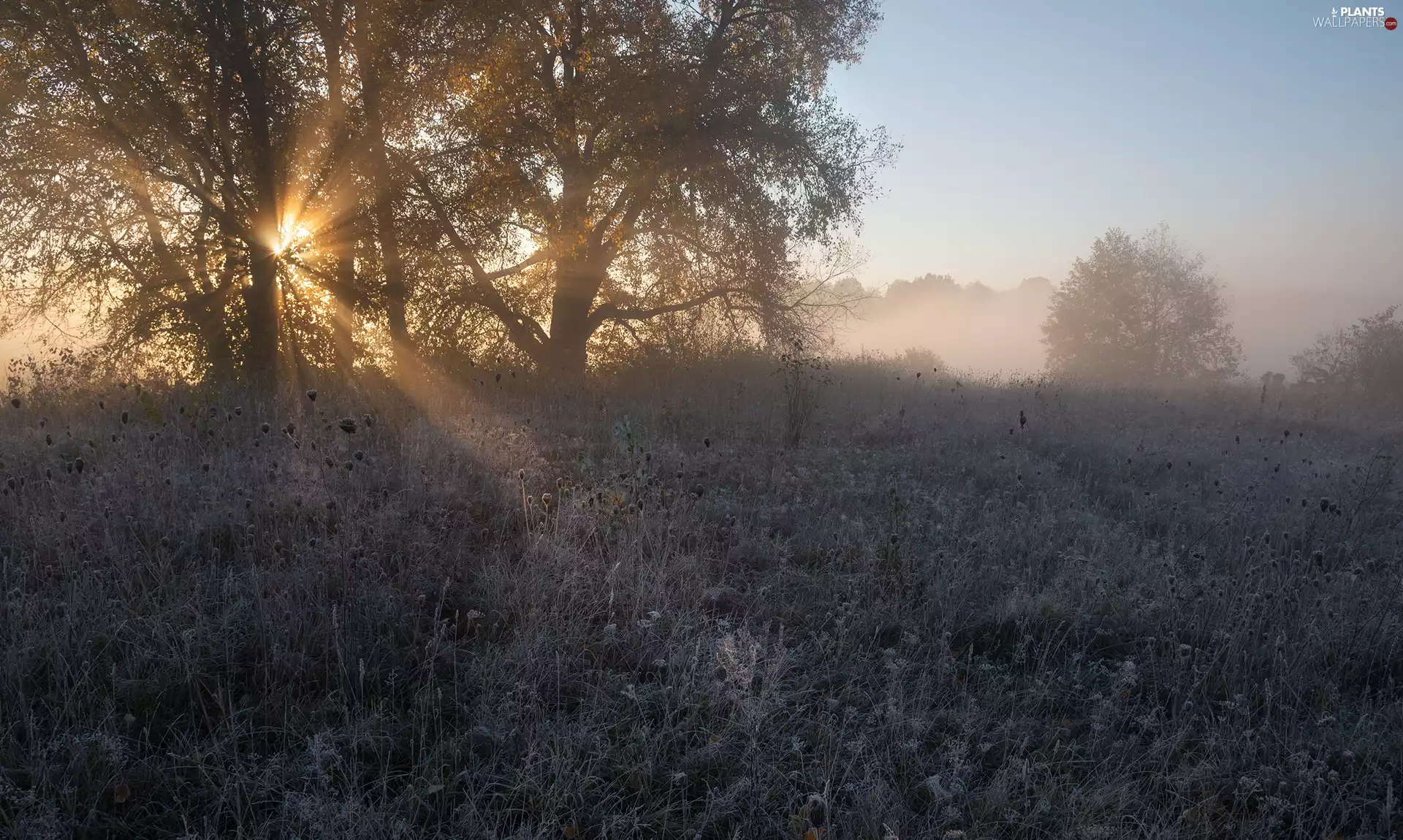 Meadow, Plants, viewes, light breaking through sky, trees