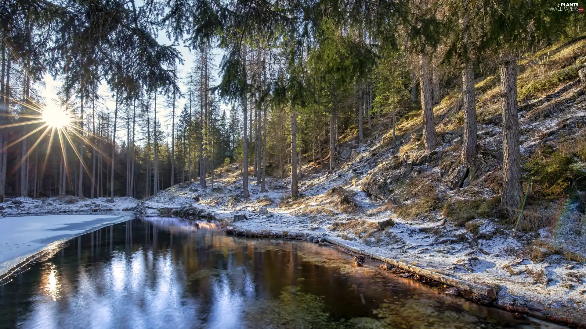 trees, winter, Pond - car, rays of the Sun, viewes, forest
