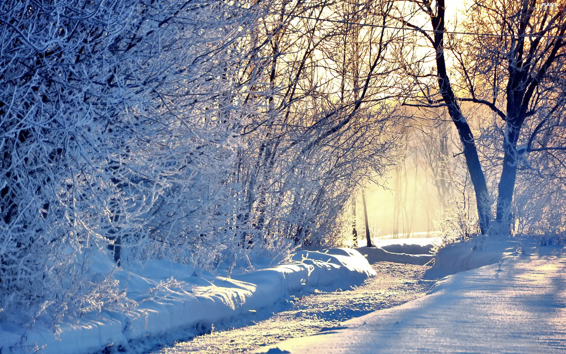 sun, Way, viewes, luminosity, Przebijające, Park, trees, winter, flash, ligh