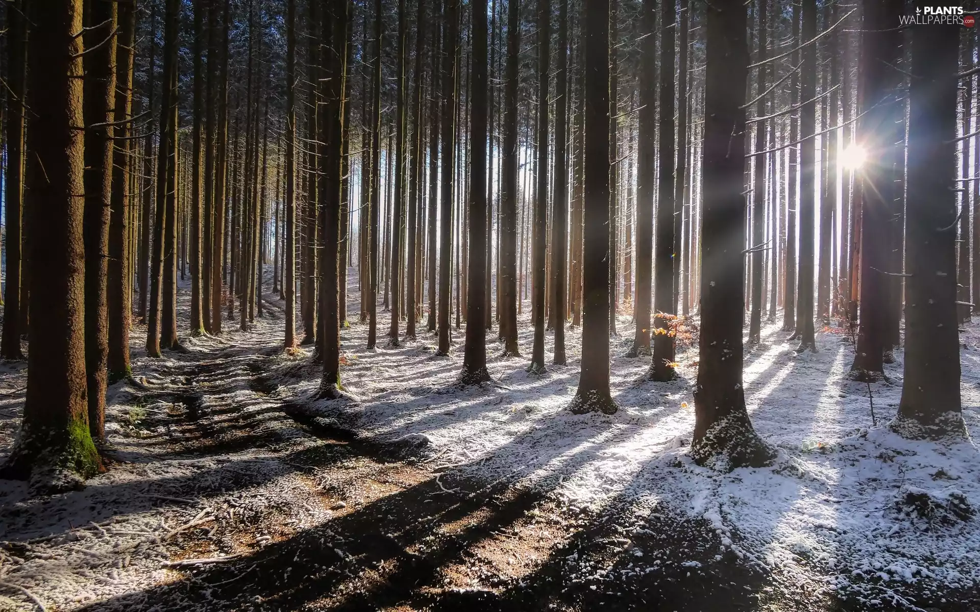 trees, Way, rays of the Sun, Stems, forest, viewes, winter