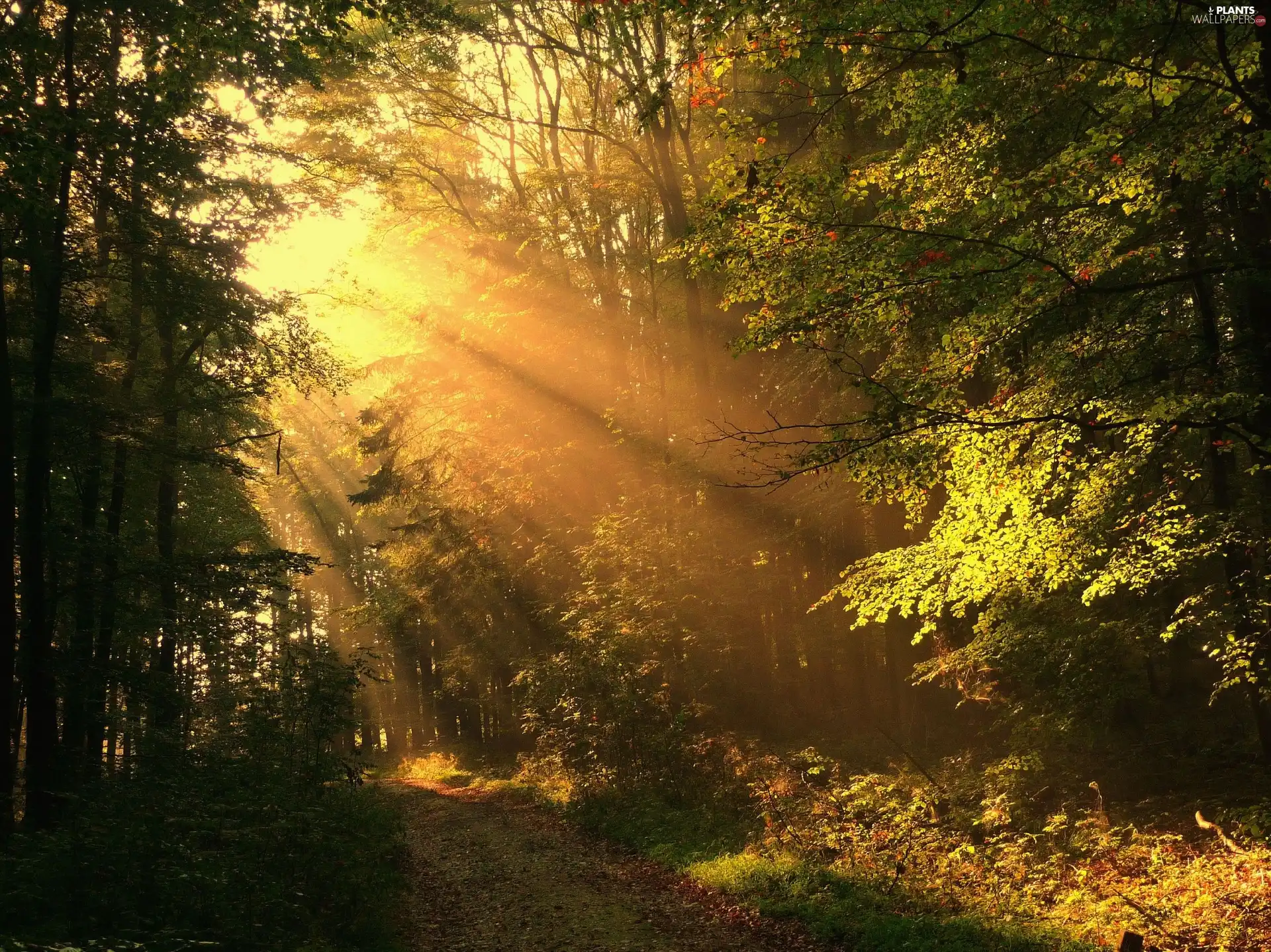 trees, viewes, sun, forest, rays