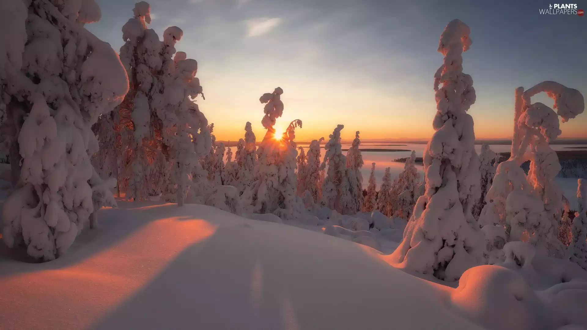 trees, winter, rays of the Sun, Great Sunsets, viewes, snow