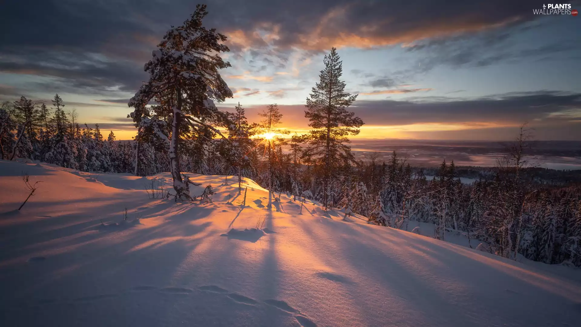 trees, forest, rays of the Sun, snow, winter, viewes, clouds