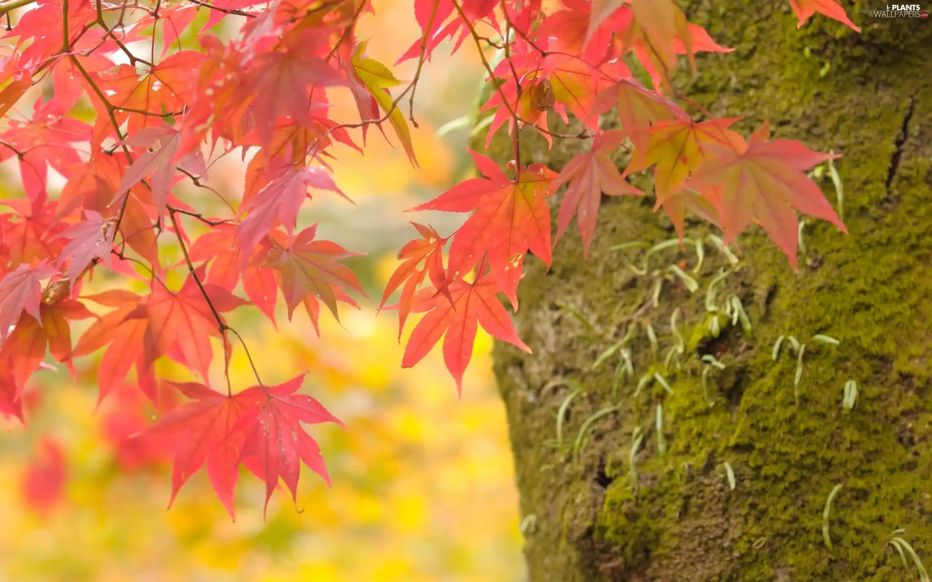 trees, viewes, leaves, trunk, Red