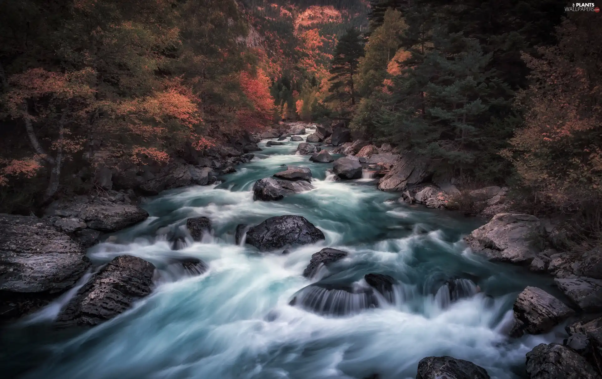 trees, viewes, autumn, Stones, River