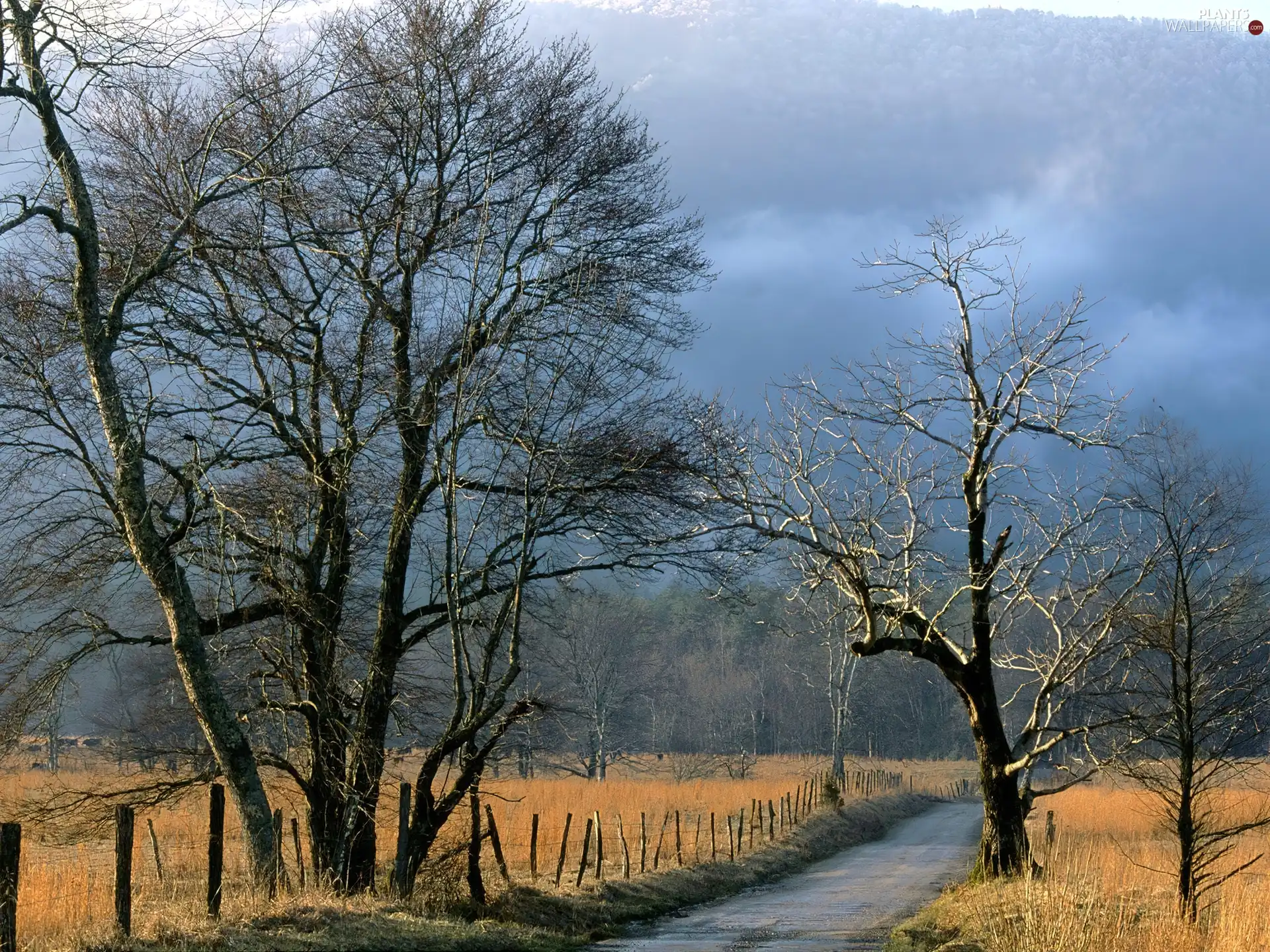 trees, viewes, Path, field, rural