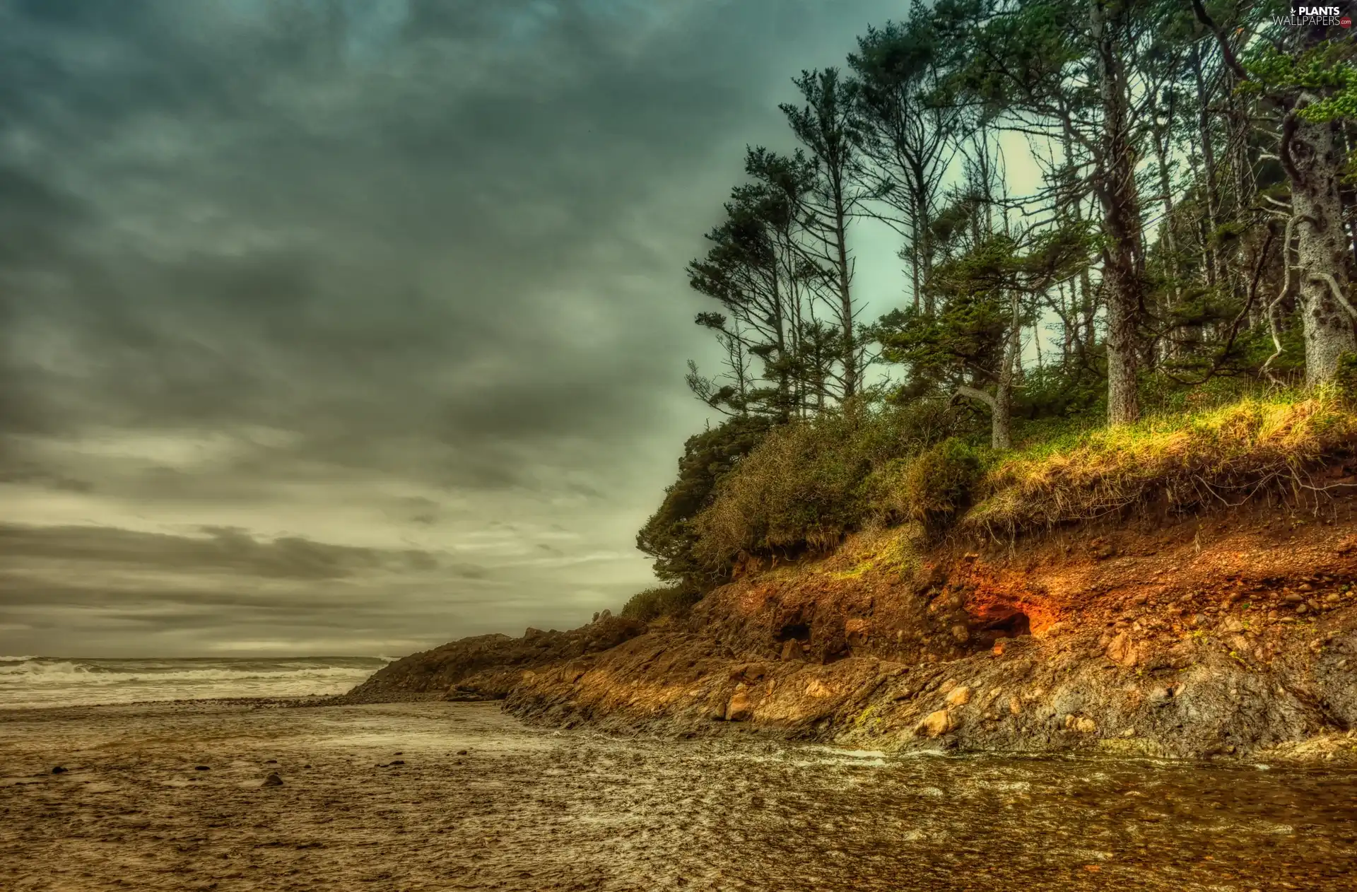 trees, viewes, coast, scarp, sea