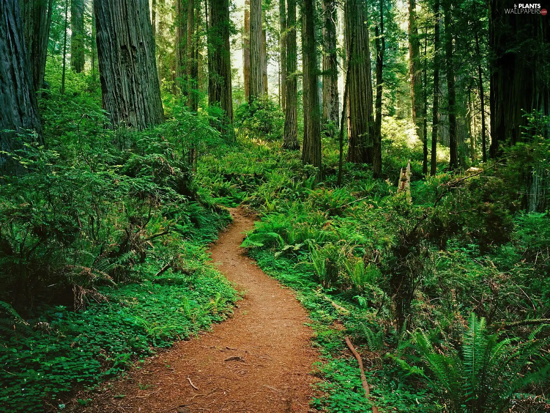 different, Path, trees, viewes, shrubs, forest