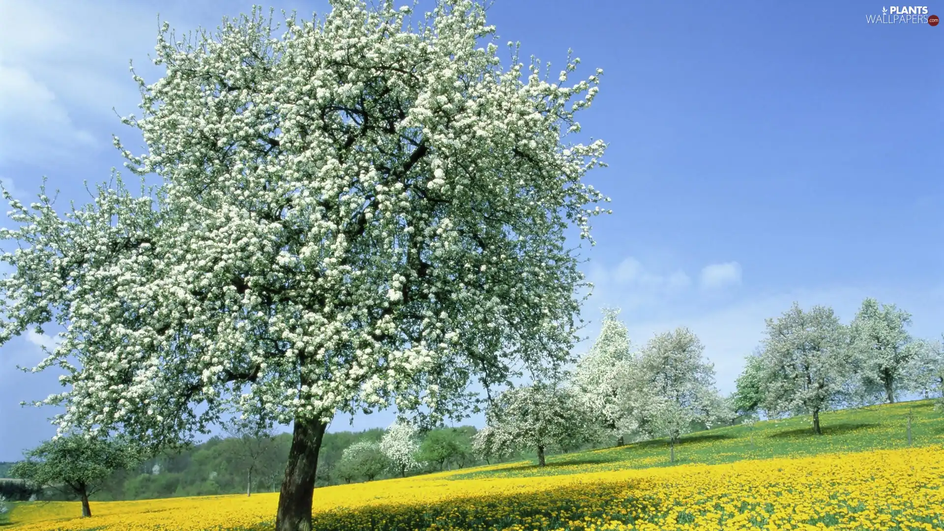 trees, viewes, Meadow, flourishing, Spring