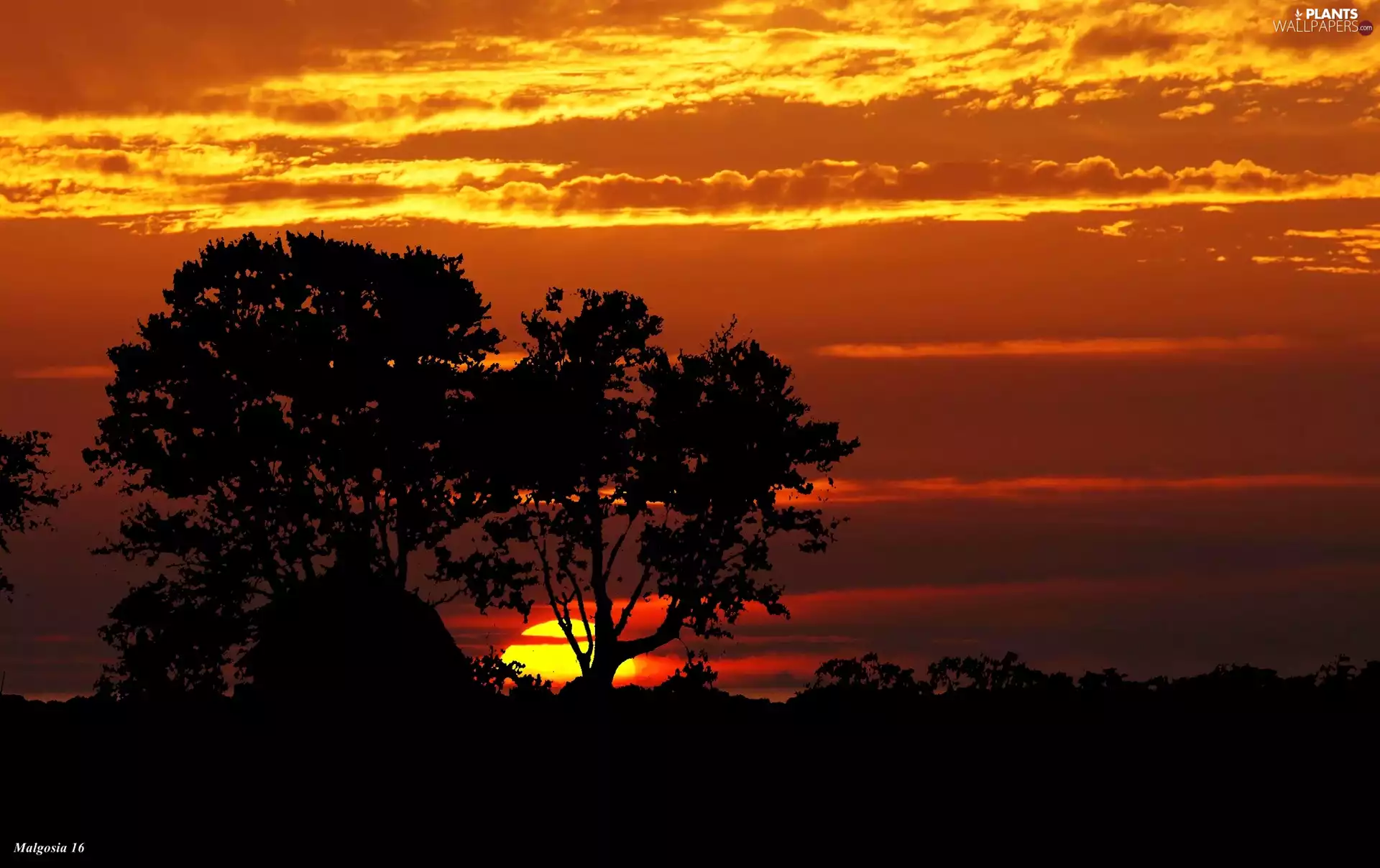 viewes, Great Sunsets, trees