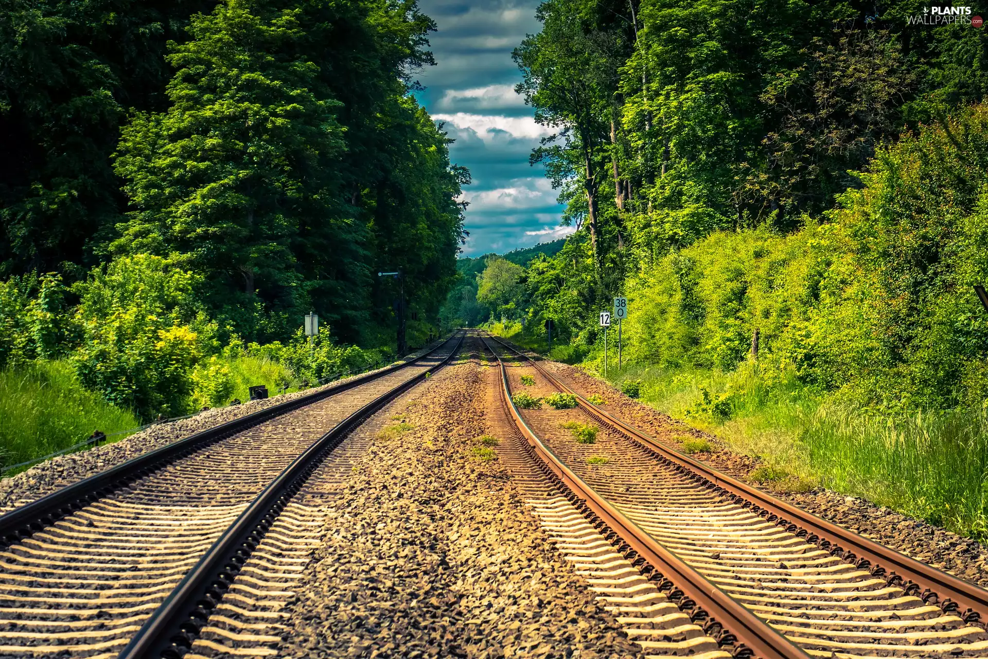 viewes, Railroad Tracks, trees