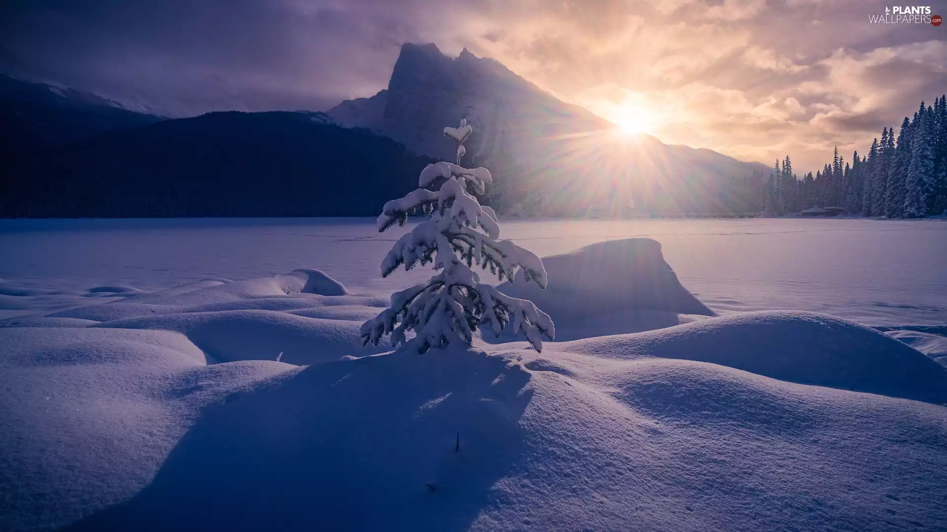 trees, Mountains, trees, rays of the Sun, winter, viewes, drifts