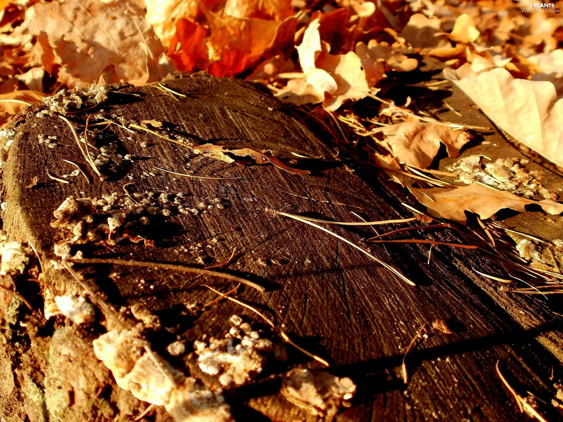 Autumn, nature, trees, viewes, trunk, Leaf