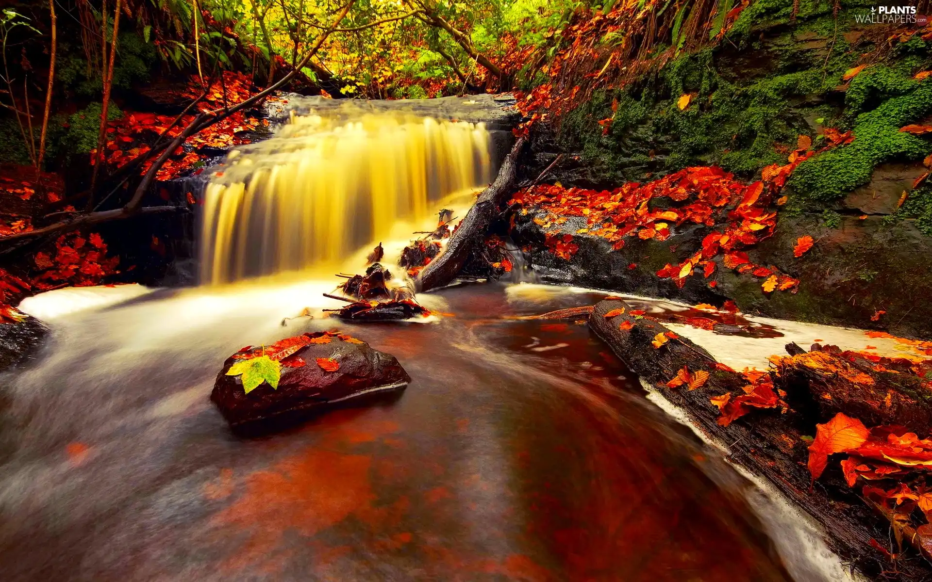 trees, viewes, brook, Leaf, waterfall