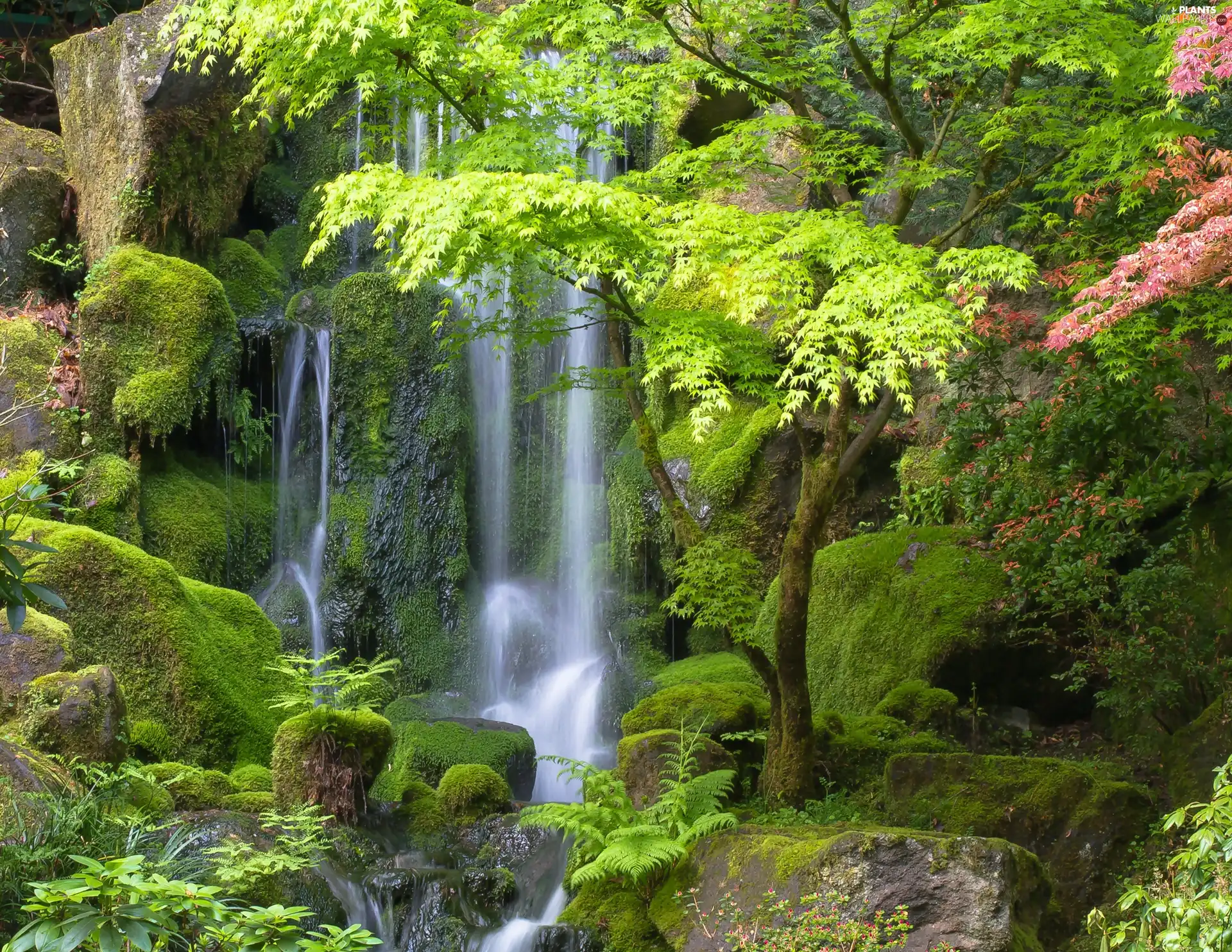 trees, viewes, stream, rocks, waterfall