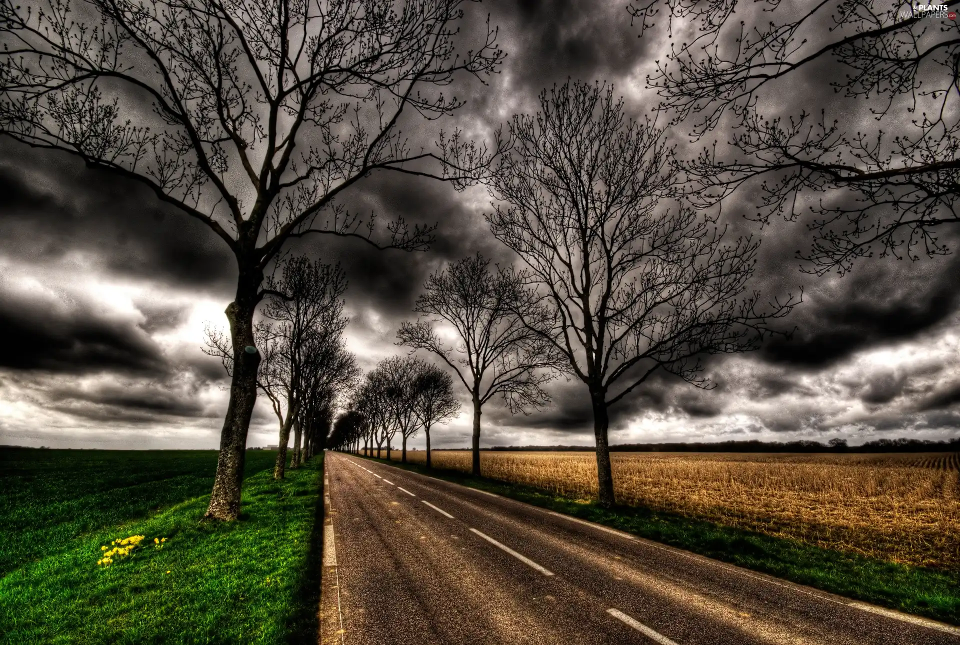 trees, viewes, dark, clouds, Way