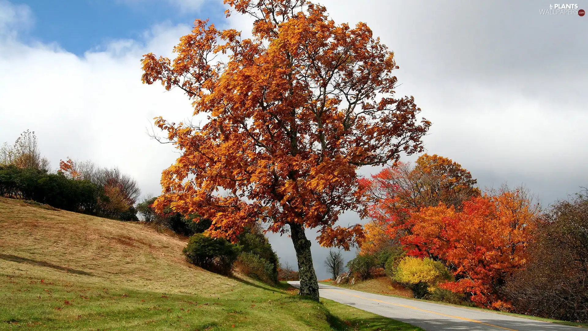 trees, viewes, roadside, color, Way