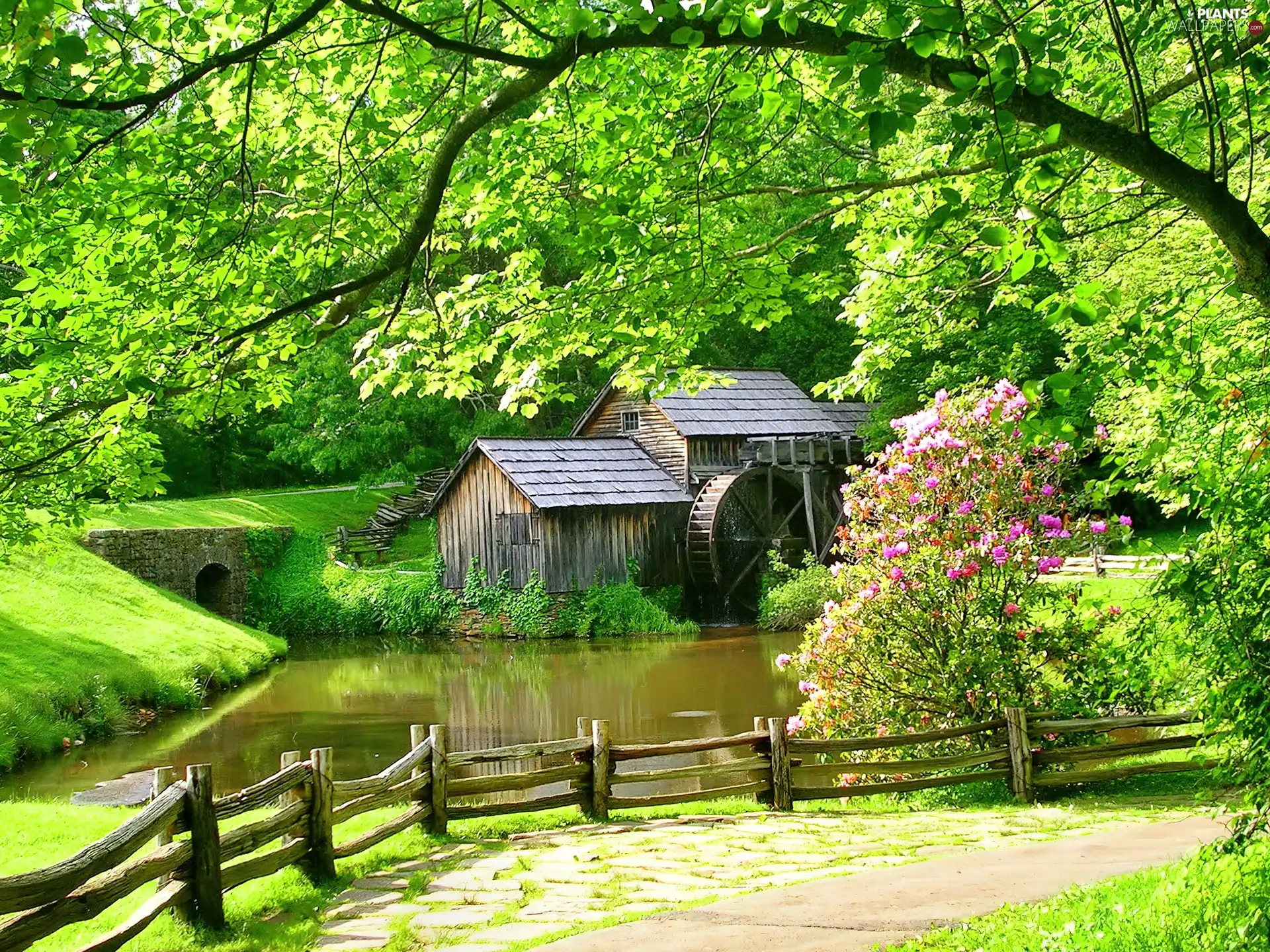 trees, viewes, water, brook, Windmill