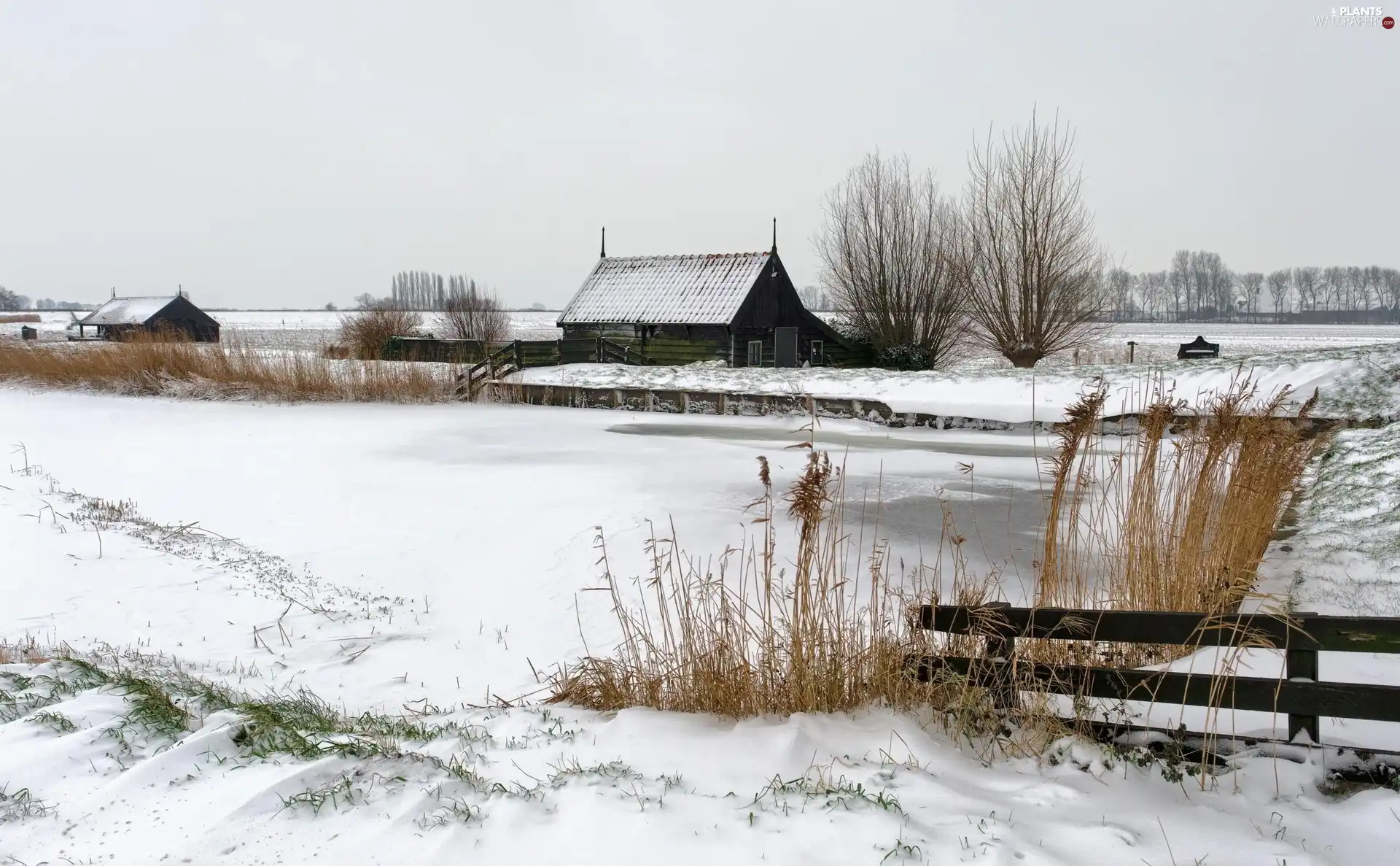 trees, viewes, Houses, field, winter