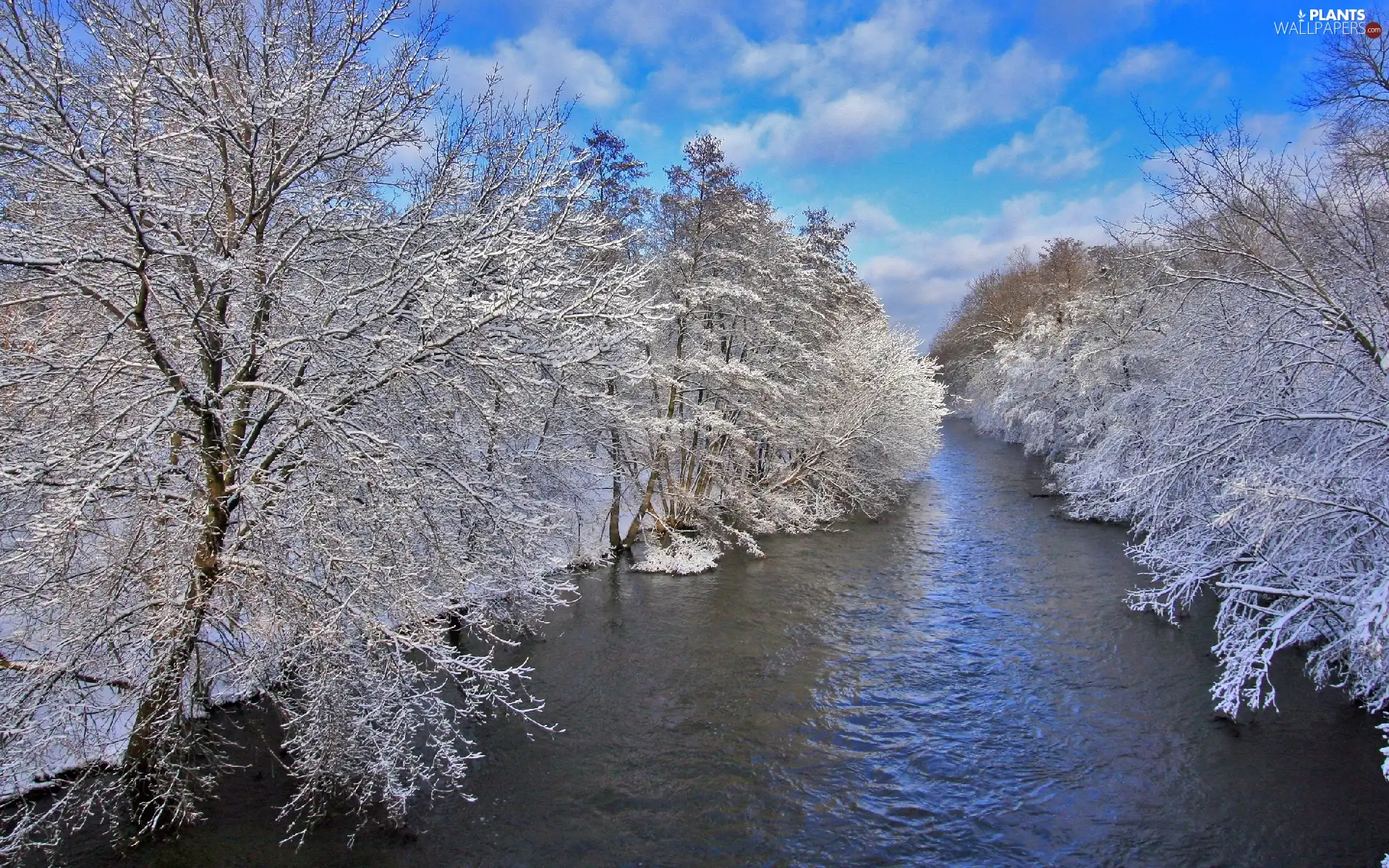 trees, viewes, River, frosty, winter