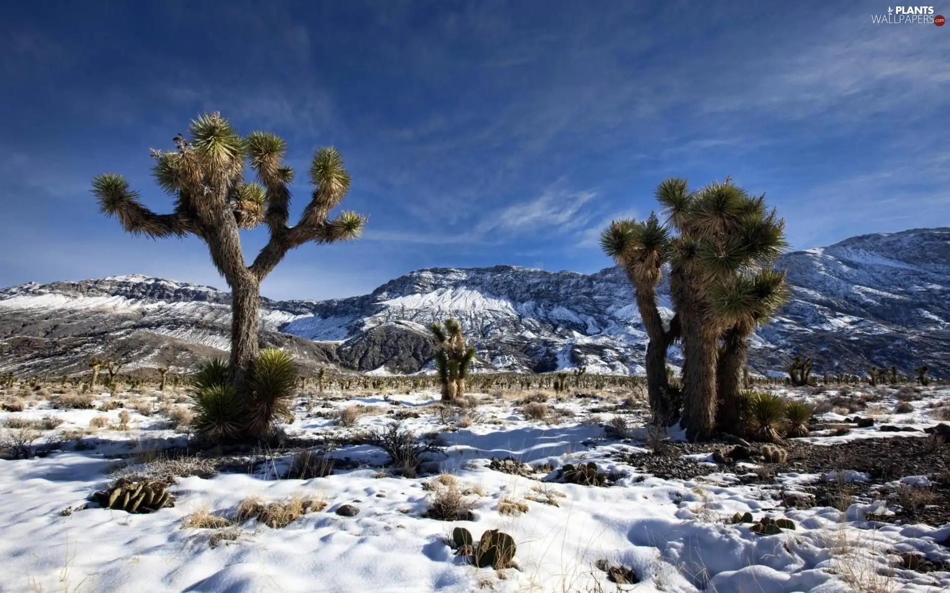 trees, viewes, Mountains, Sky, winter