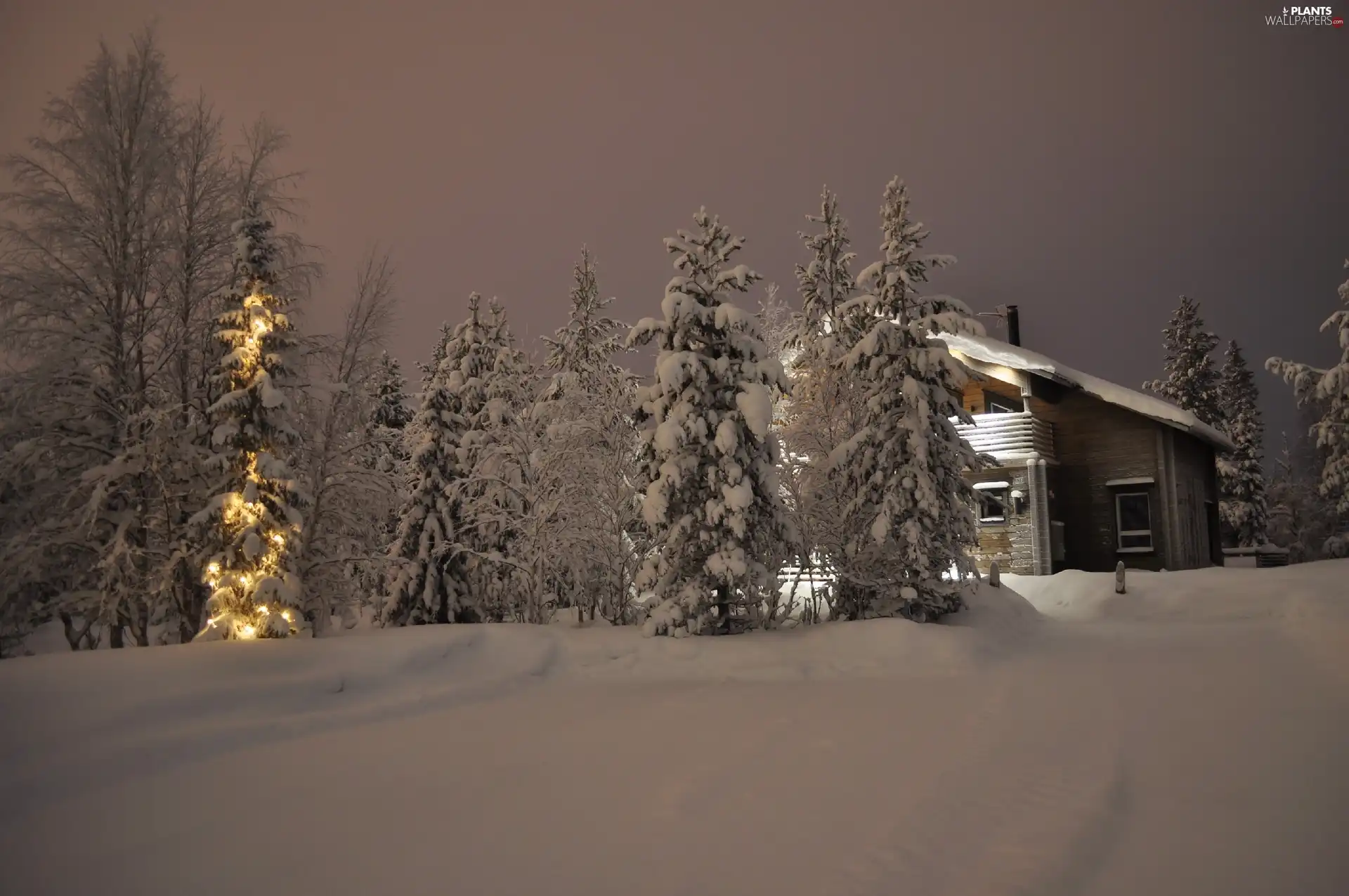 trees, viewes, Home, Snowy, winter