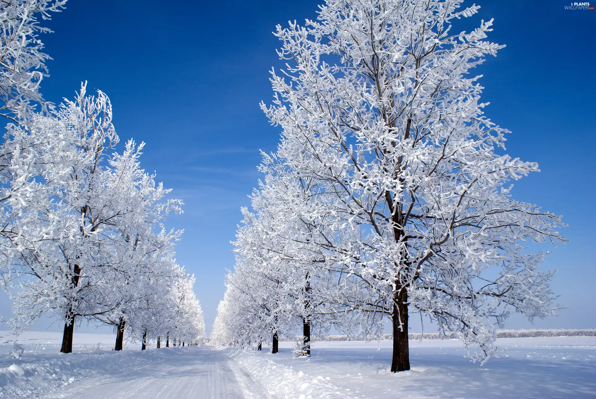 trees, viewes, Way, Snowy, winter