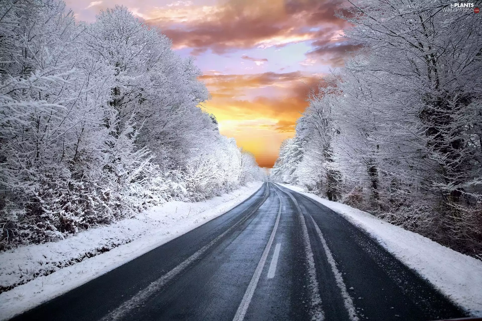 trees, Way, White frost, snow, winter, viewes, Great Sunsets