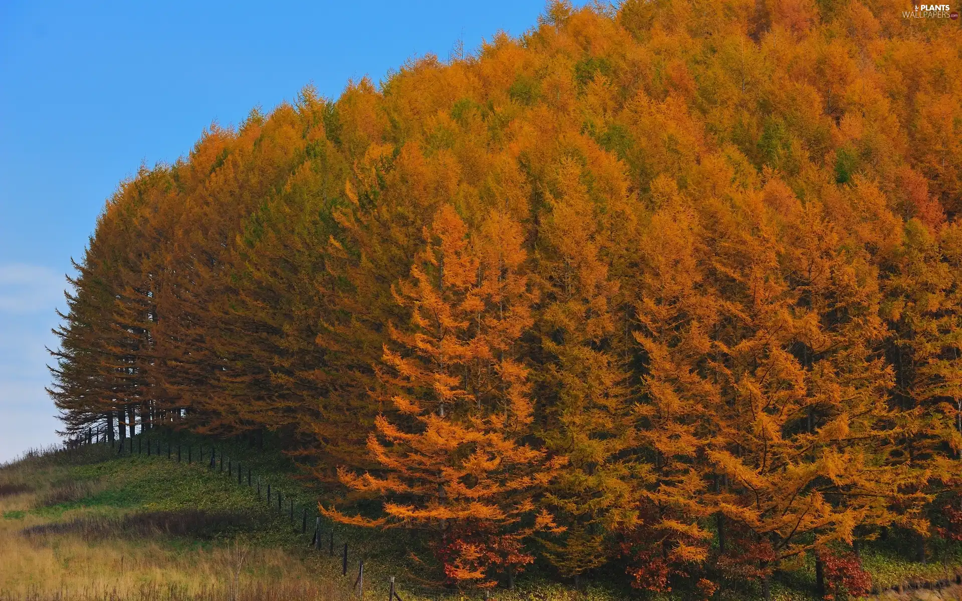 fence, borderland, trees, viewes, Yellow, forest