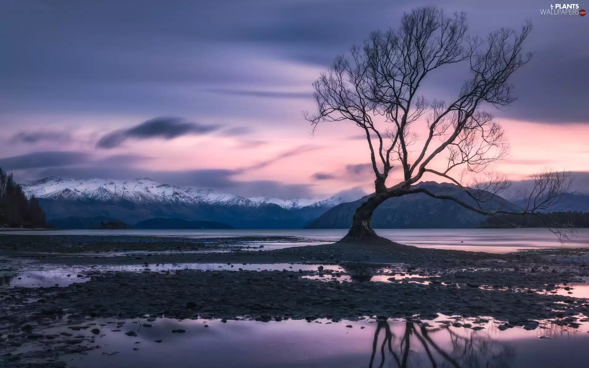 Mountains, leafless, Wanaka Lake, New Zeland, winter, trees