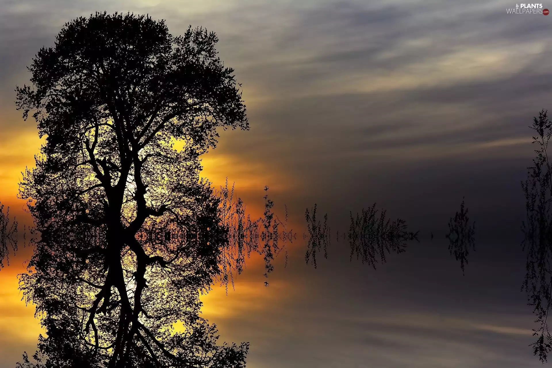 reflection, Great Sunsets, trees, viewes, water
