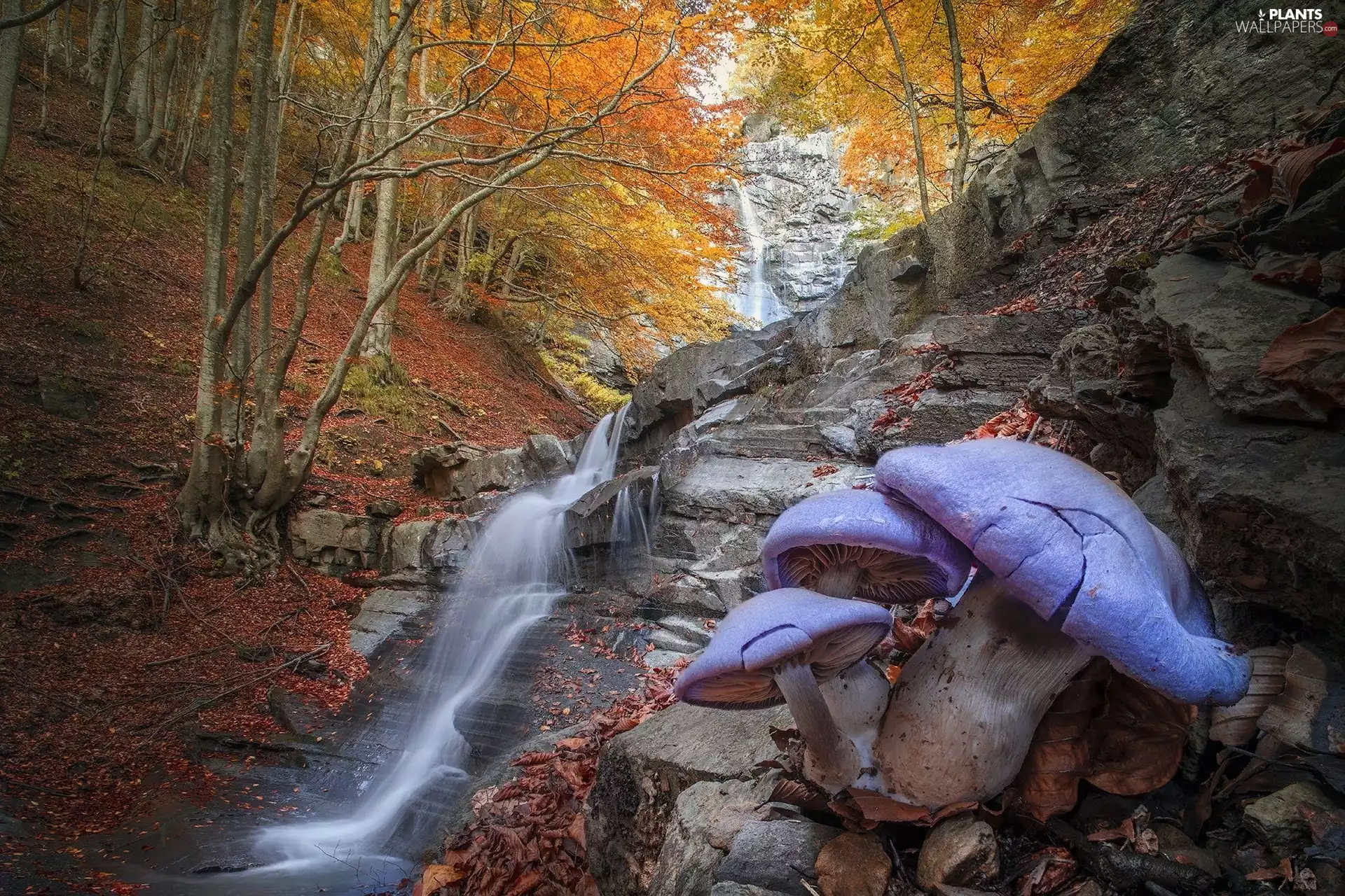 trees, autumn, viewes, forest, mushrooms, photomontage, waterfall, cascade, rocks