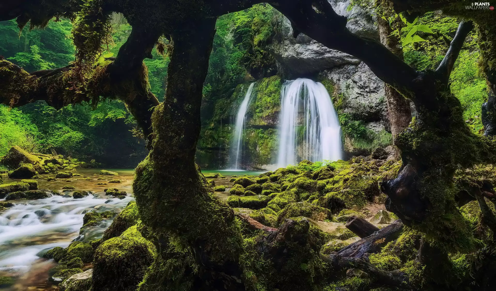 trees, forest, viewes, mossy, Stones, rocks, waterfall, River, branches