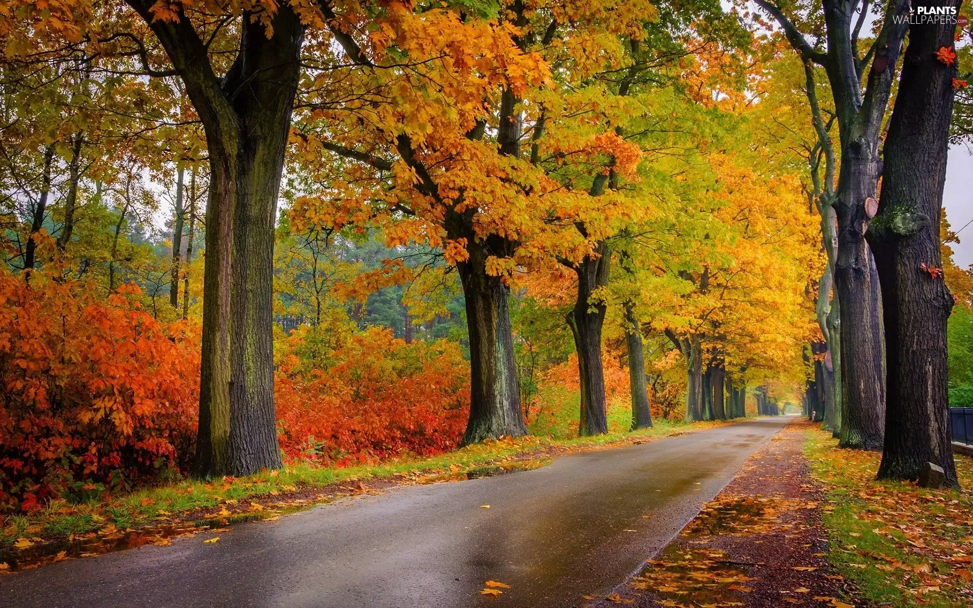 Way, viewes, autumn, trees