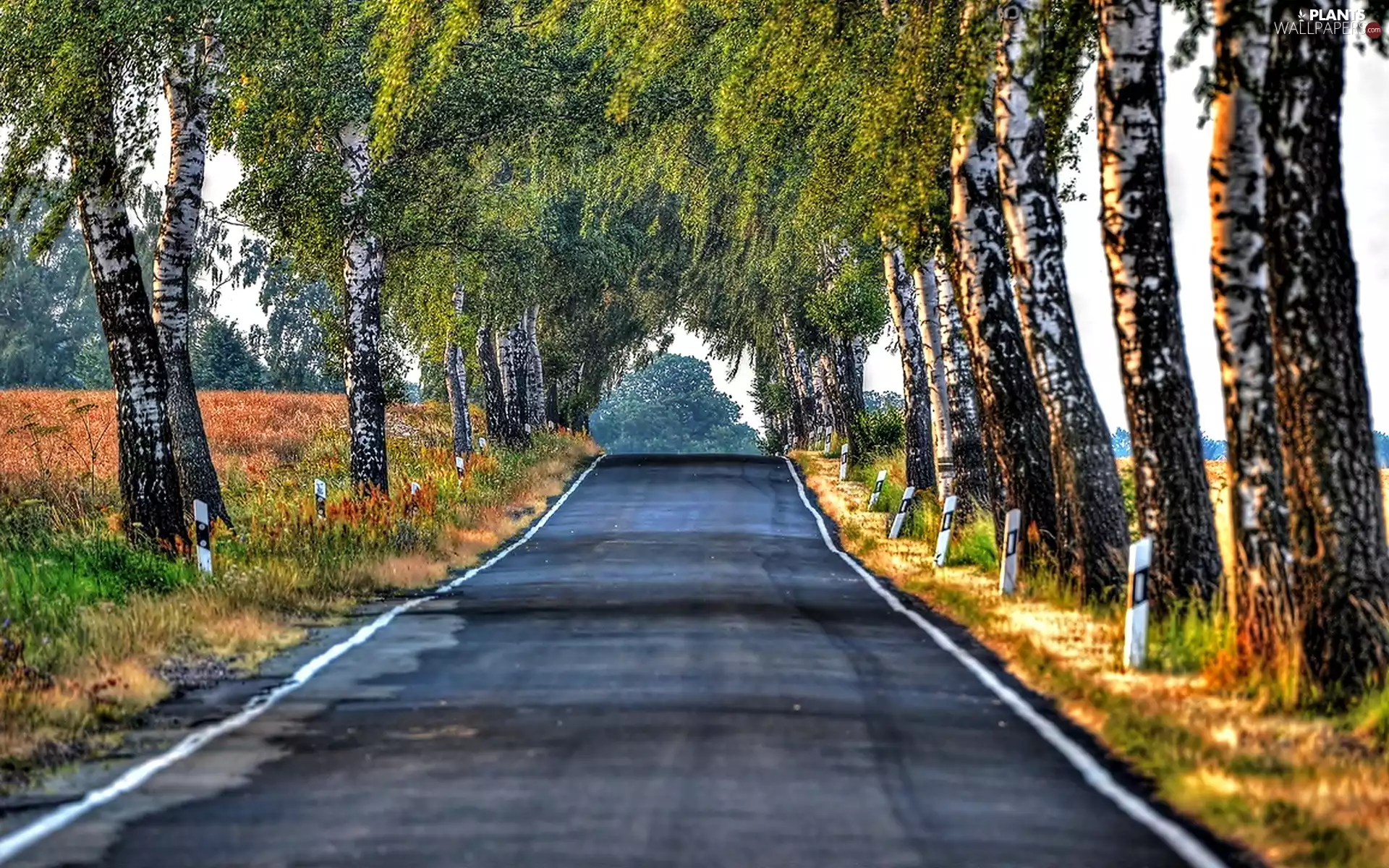 Way, viewes, birch, trees