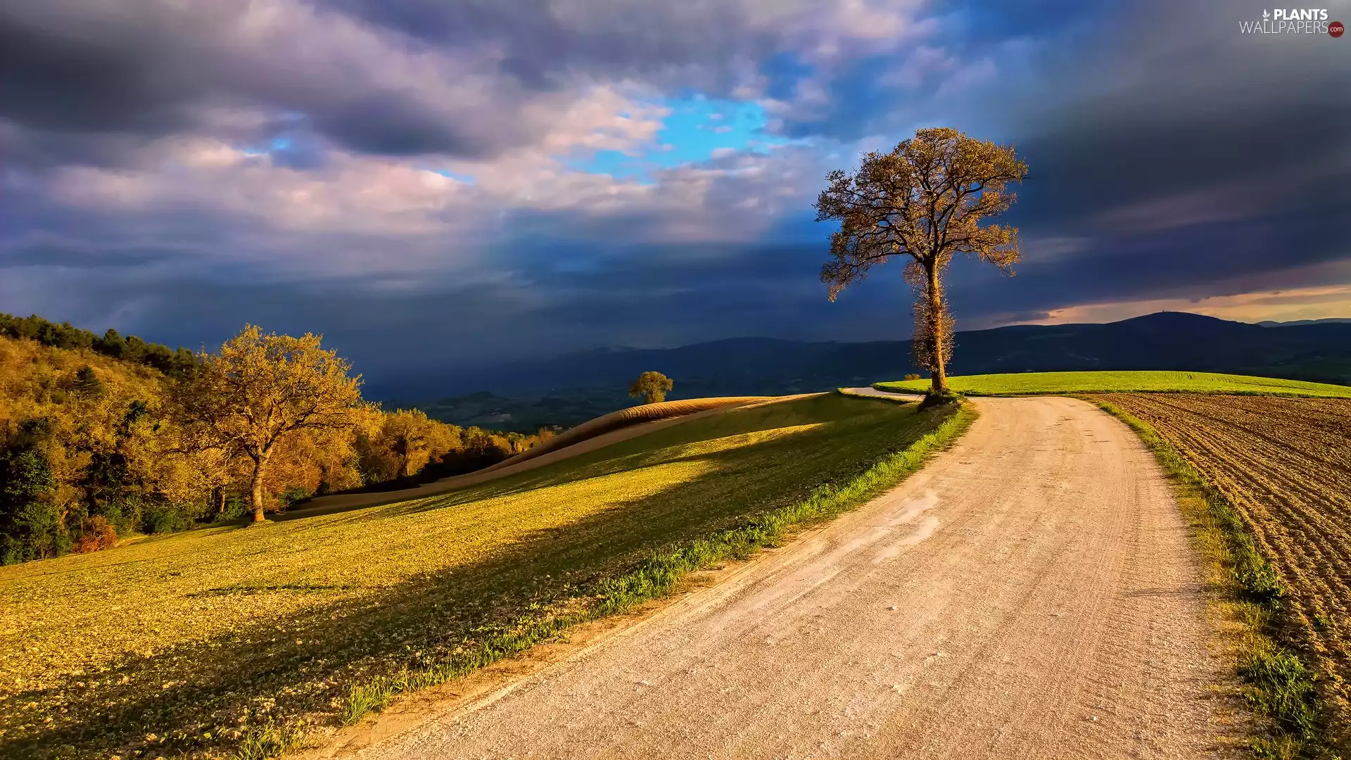turn, field, clouds, trees, Sky, Way